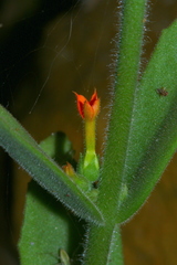 Kalanchoe lanceolata