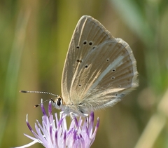 Polyommatus ripartii