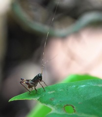 Lipotactes maculatus