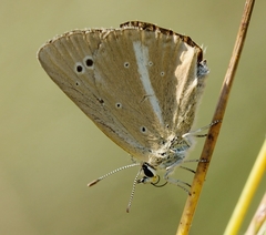 Polyommatus ripartii