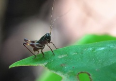 Lipotactes maculatus