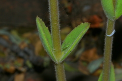 Kalanchoe lanceolata