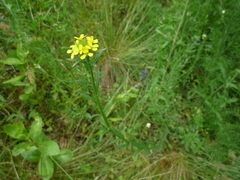 Erysimum marschallianum