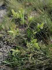 Onosma visianii