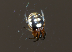 Araneus ejusmodi