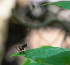 Lipotactes maculatus