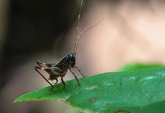 Lipotactes maculatus