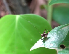 Lipotactes maculatus