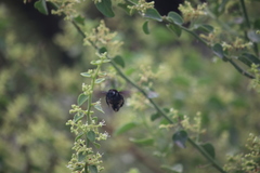 Xylocopa darwini