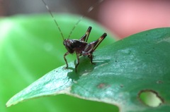 Lipotactes maculatus