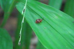 Stenotarsus pardalis