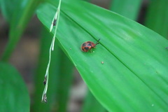 Stenotarsus pardalis