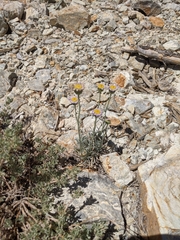 Erigeron argentatus