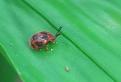 Stenotarsus pardalis