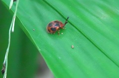 Stenotarsus pardalis