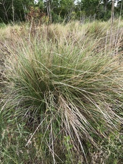 Juncus roemerianus