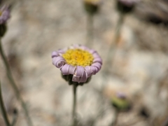 Erigeron argentatus