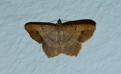 Chiasmia confuscata