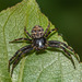 Multicolored Bark Crab Spider - Photo (c) bob15noble, some rights reserved (CC BY-NC), uploaded by bob15noble