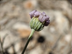 Erigeron argentatus