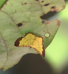 Corymica latimarginata