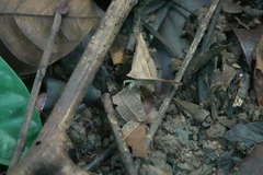 Hypospila bolinoides
