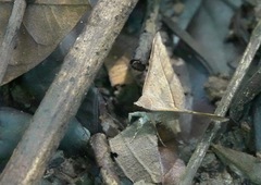 Hypospila bolinoides