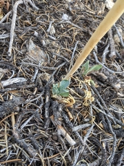 Caulanthus crassicaulis