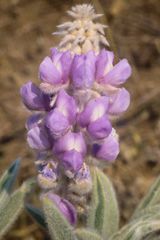 Lupinus leucophyllus
