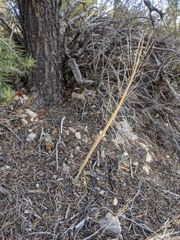 Caulanthus crassicaulis