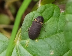 Hadrobregmus pertinax