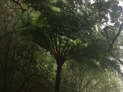 Cyatheales