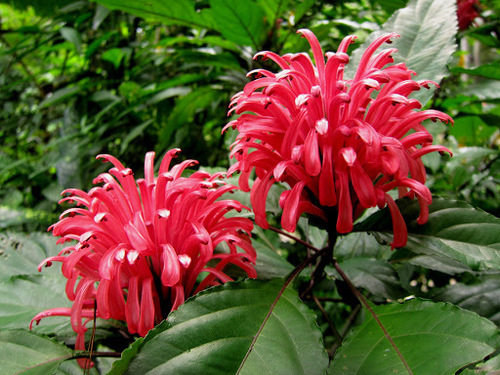 Justicia carnea
