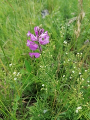 Polygala major