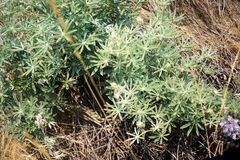 Lupinus leucophyllus
