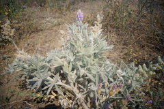 Lupinus leucophyllus