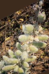 Lupinus leucophyllus