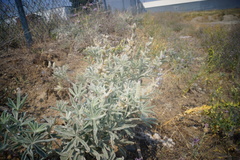 Lupinus leucophyllus
