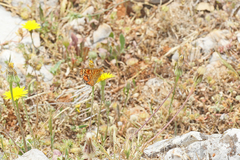 Euphydryas desfontainii