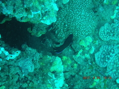 Centropyge multispinis