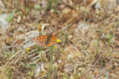 Euphydryas desfontainii
