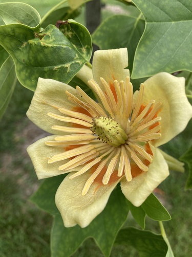 magnolias, nutmegs, and allies (Order Magnoliales) · iNaturalist