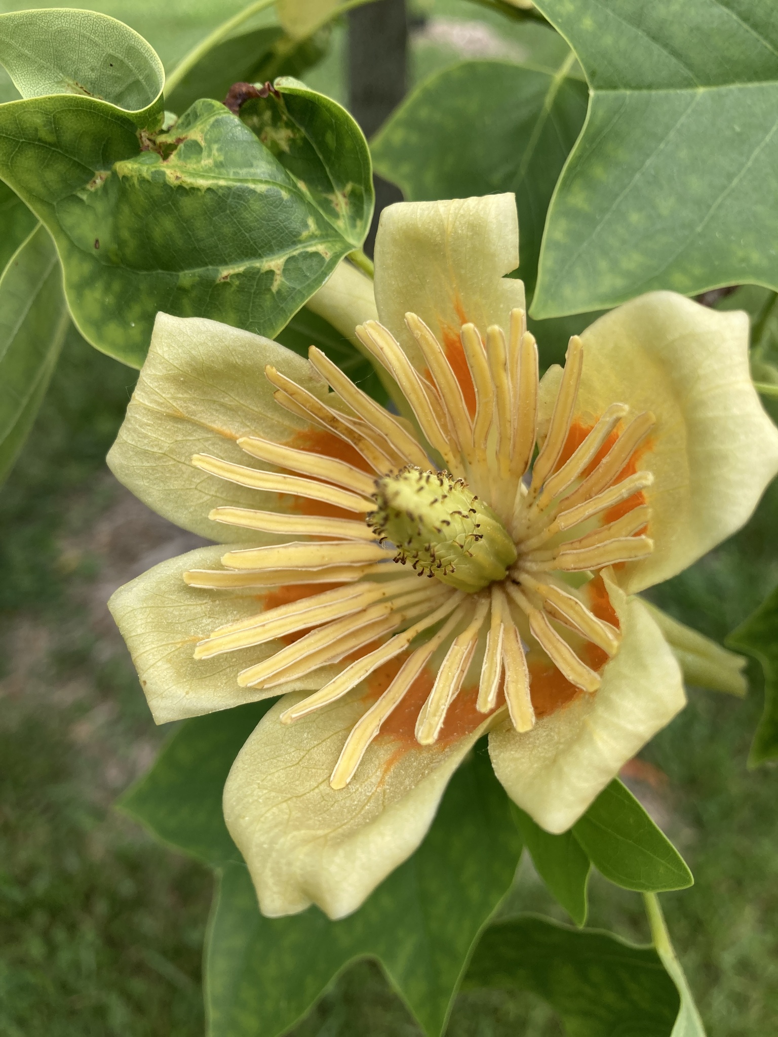 magnolias, nutmegs, and allies (Order Magnoliales) · iNaturalist