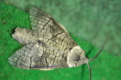 Acossus terebra