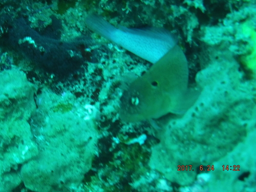 Cirripectes auritus