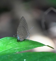 Arhopala pseudomuta