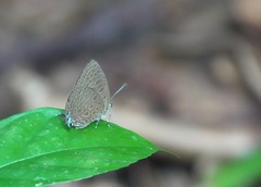 Arhopala pseudomuta