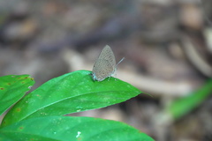 Arhopala pseudomuta