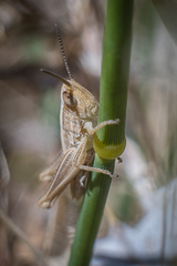 Euchorthippus elegantulus