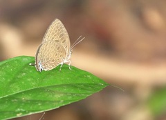 Arhopala pseudomuta